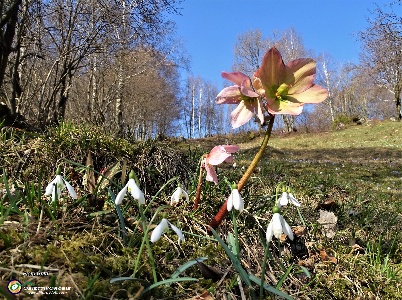 41 Bucanevi (Galanthus nivalis) e Elleboro (Helleborus niger).JPG